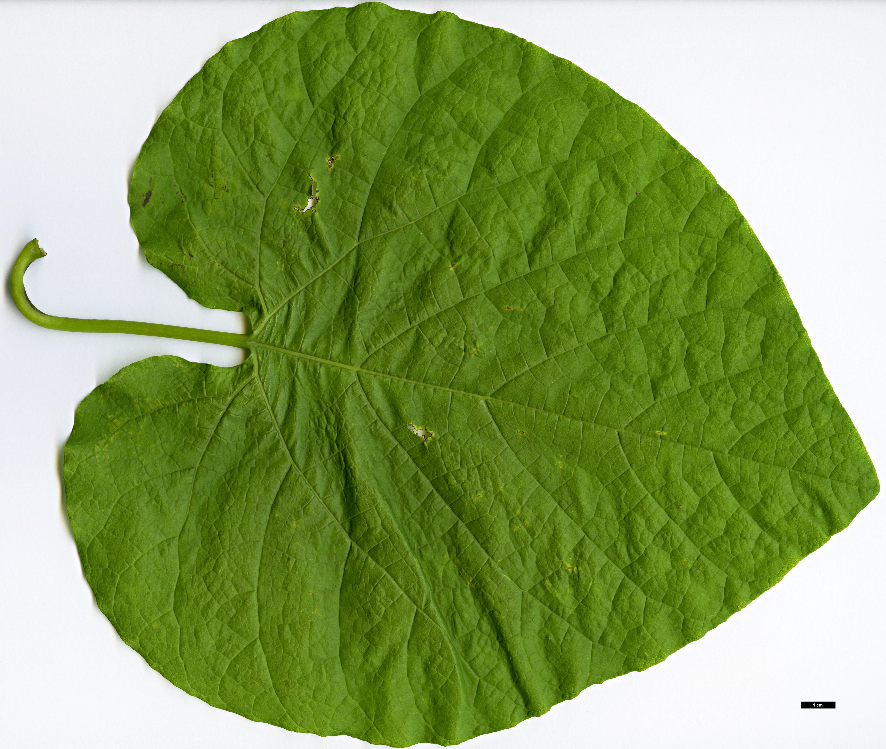 High resolution image: Family: Aristolochiaceae - Genus: Aristolochia - Taxon: manshuriensis